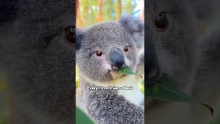 The baby koala that survived the fire shorts animal koala cute [upl. by Adianes366]