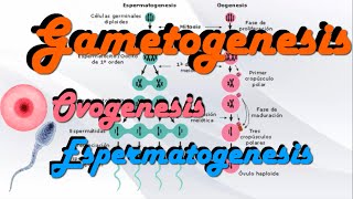 Gametogenesis  Ovogenesis y Espermatogenesis [upl. by Hance]