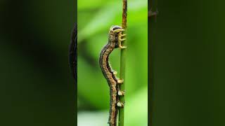 Caterpillar Eating Leaf  Caterpillar Sound Effect  Caterpillar 4k Macro Close Up [upl. by Melbourne]