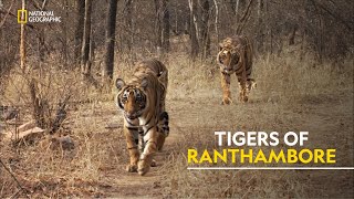 Tigers of Ranthambore  Tiger’s Revenge हिंदी  Full Episode  S1  E1  Nat Geo [upl. by Ruffin]