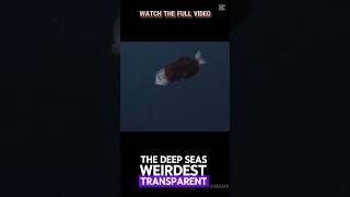 Fish With A Transparent Headscaryfacts deepseasecrets deepseaanimals weirdcreatures marinefacts [upl. by Adnovay]