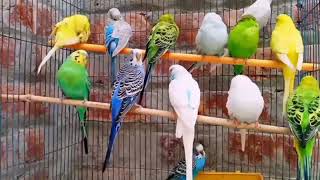 budgies sounds 🥰😊 [upl. by Aicilaanna]