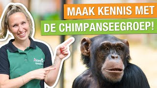 Bouwupdate maak kennis met de chimpanseegroep 🐵 Bouwvideo 2  Chimpanseevallei [upl. by Sams]