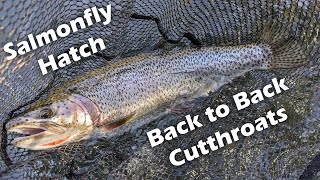 Back to Back Nice Cutthroats Dry Fly Fishing Salmonfly Hatch Oregon 2024 [upl. by Atsillac642]