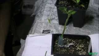 How To Graft Tomato Plants Simple [upl. by Eilsel]