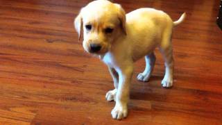 Labrador Puppy with distemper [upl. by Hassadah]