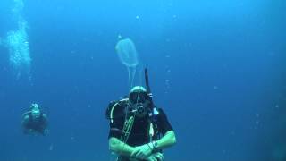 Box jellyfish Chironex  Diving Thailand Sail Rock Underwater video [upl. by Nilra]