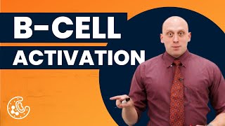 BCell Activation Sample Lesson  Preclinical  Immunology  OnlineMedEdCom [upl. by Akimyt173]