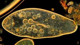 Amazing Microscopic HD Video Paramecium Feeding [upl. by Axel]