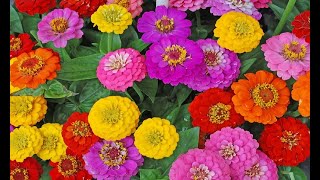 Zinnia Flowers Chrysogonum peruvianum Mixed Colors [upl. by Aremat]