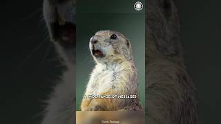 Prairie Dog 🐿️ The Truth Behind Their Screams [upl. by Hanway]