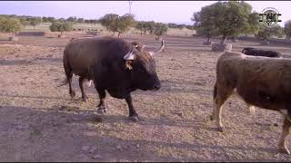 Presentación de quotRatoneroquot Toro de San Blas 2019 Yuncos [upl. by Aisekal]