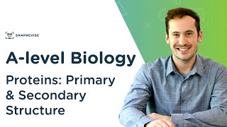 Proteins Primary and Secondary Structure  Alevel Biology  OCR AQA Edexcel [upl. by Giacobo616]