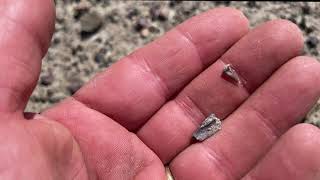 Rocks and Sediments Hunting for Microfossils in Waurika Oklahoma [upl. by Rosmunda221]