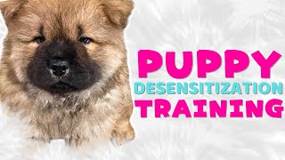 Desensitize your Puppy  Puppy Training  Sound Triggers [upl. by Elamrej]