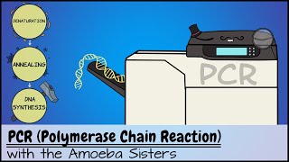 PCR Polymerase Chain Reaction [upl. by Massimiliano]