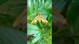 Hawk moth lepidoptera Moths Halkmoth nature [upl. by Nyleve]