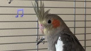 Cockatiel Squawking amp Singing [upl. by Boswall215]