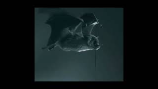 BAT FLYING UNDER XRAYS XrayTechnologies NDT Radiography OpenSourceXray nnovationInXray XRAY [upl. by Rehpotsihc]