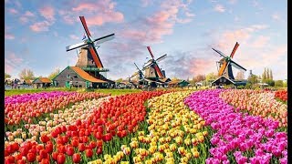 The Worlds Biggest Flower Garden in Amsterdam  Keukenhof Gardens [upl. by Tabbi]