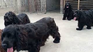 cocker spaniel dogs jhelum [upl. by Femi]