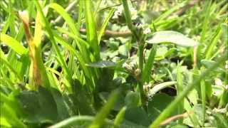 Common knotgrass Polygonum aviculare  20140907 [upl. by Evy247]