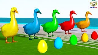 Learn Colors with Duck lay Eggs Colors Cartoon for Kids [upl. by Yllom]