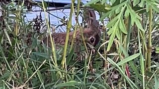 Hiding In The Wildflowers nature backyardnature rabbit wildlife [upl. by Elletnuahs]