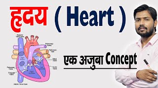 ह्रदय कैसे काम करता है  ह्रदय की संरचना एवं कार्य  Human Heart amp Its Function in Hindi [upl. by Garbers]