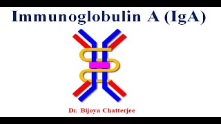 Immunoglobulin A [upl. by Alram]