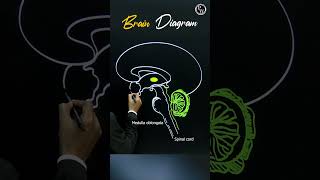 Want to Understand Your Brain Better Watch This Now pwenglish science biology [upl. by Murrah]