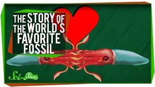 The Story of the Worlds Favorite Fossil [upl. by Ettevroc499]