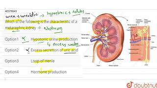 Which of the following is the characteristic of a metanephric kidney [upl. by Acinet]