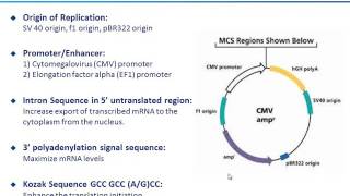 Stable cell line development for large scale antibody and protein production [upl. by Dahlstrom]