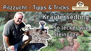 Kräuterseitlinge So lecker wie Steinpilze [upl. by Atsilac]