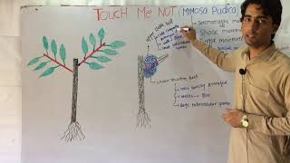 Touch Me Not Mimosa Pudica Movement Mechanism In HindiUrdu [upl. by Ynafets]