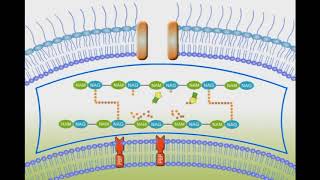 Penicillin Mechanism of Action animation video [upl. by Dun]