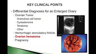 Clinical Cases in Equine Reproduction  Granulosa Theca Cell Tumor Vol1 [upl. by Lyndon326]