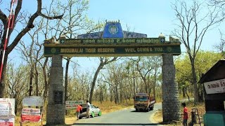 BandipurMudumalai Forest Route travelvlogambershomemadelovetotravel forestnature Ooty Forest [upl. by Evoy447]