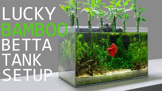 Building a Lucky Bamboo Betta Aquarium [upl. by Nerb]