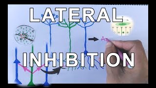 Concept of Lateral Inhibition  Neural Coding [upl. by Erlewine392]