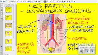 Vidéo système urinaire [upl. by Yhtnomit]