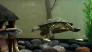 New turtle tank  75 gallon  022008 [upl. by Maibach]