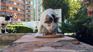 Während ich mitten in der Stadt Nassfutter verteilte rochen streunende Katzen daran und kamen [upl. by Carmine]