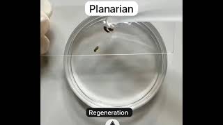 Planarian Regeneration real time live [upl. by Yaakov461]