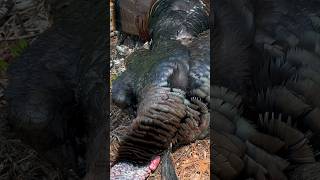 Turkey season 2024 is a wrap turkeyhunting outdoors country hunting gobbler spring [upl. by Erret]