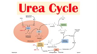 Urea Cycle  Purpose Enzymes amp Regulation [upl. by Ennovyhc]