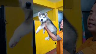 siberian husky mixbreed with alaskan malamute alaskanmalamute siberianhusky [upl. by Jamnis]