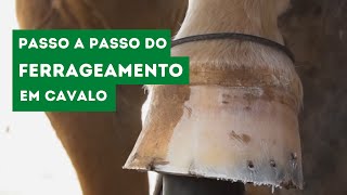 Ferrageamento em Cavalo  Passo a Passo Técnico  Veterinária Consciente [upl. by Paderna]