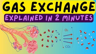 Biology Help The Respiratory System  Gas Exchange In The Alveoli Explained In 2 Minutes [upl. by Asertal]